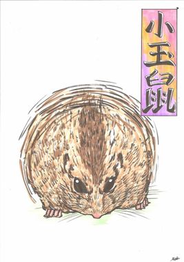 Kodama nezumi - 小玉鼠